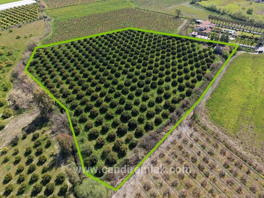 17.550m2 Vineyard-bahce For Sale Close To Dalyan Center