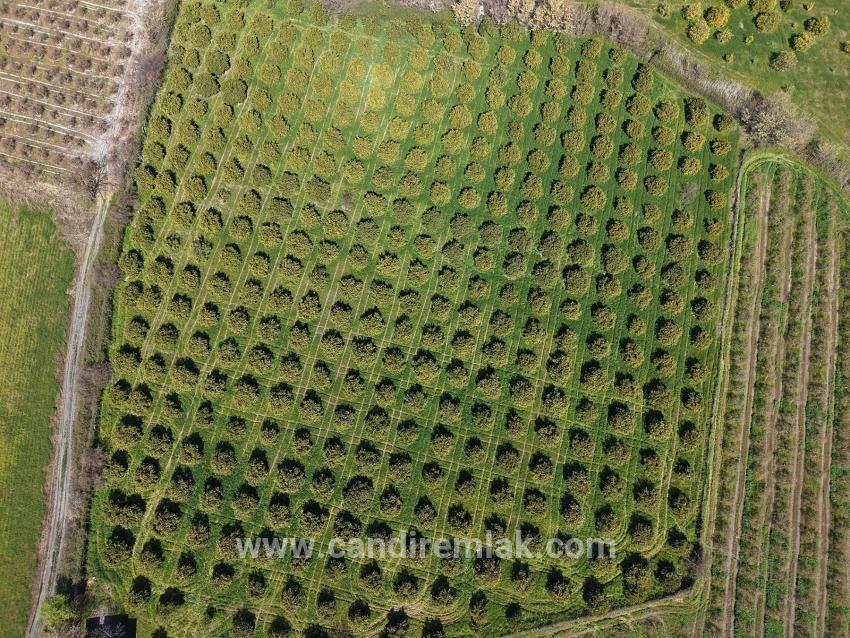 17.550m2 Vineyard-bahce For Sale Close To Dalyan Center