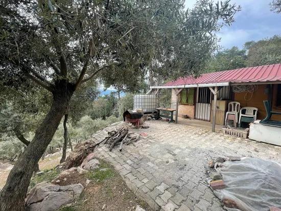 Köyceğiz Ekincik sea view 7.000m2 2b for sale olive grove