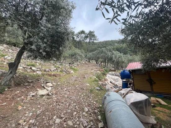 Köyceğiz Ekincik sea view 7.000m2 2b for sale olive grove