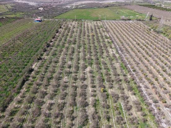 16.710m2 Pomegranate Garden For Sale With Lake View In Eskiköy