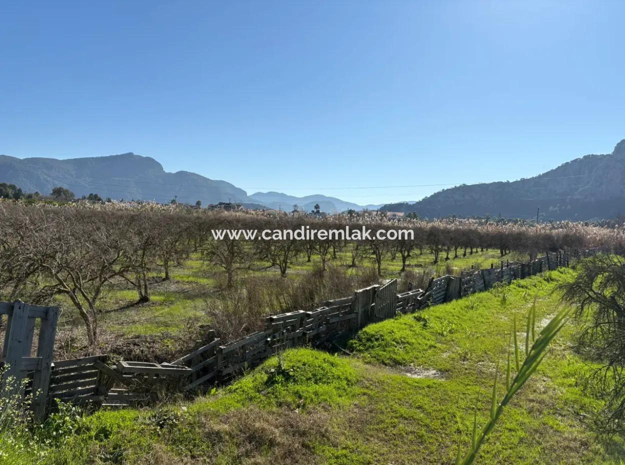 5985M2 5% Zoned Land For Sale In Dalyan As Vineyard Garden