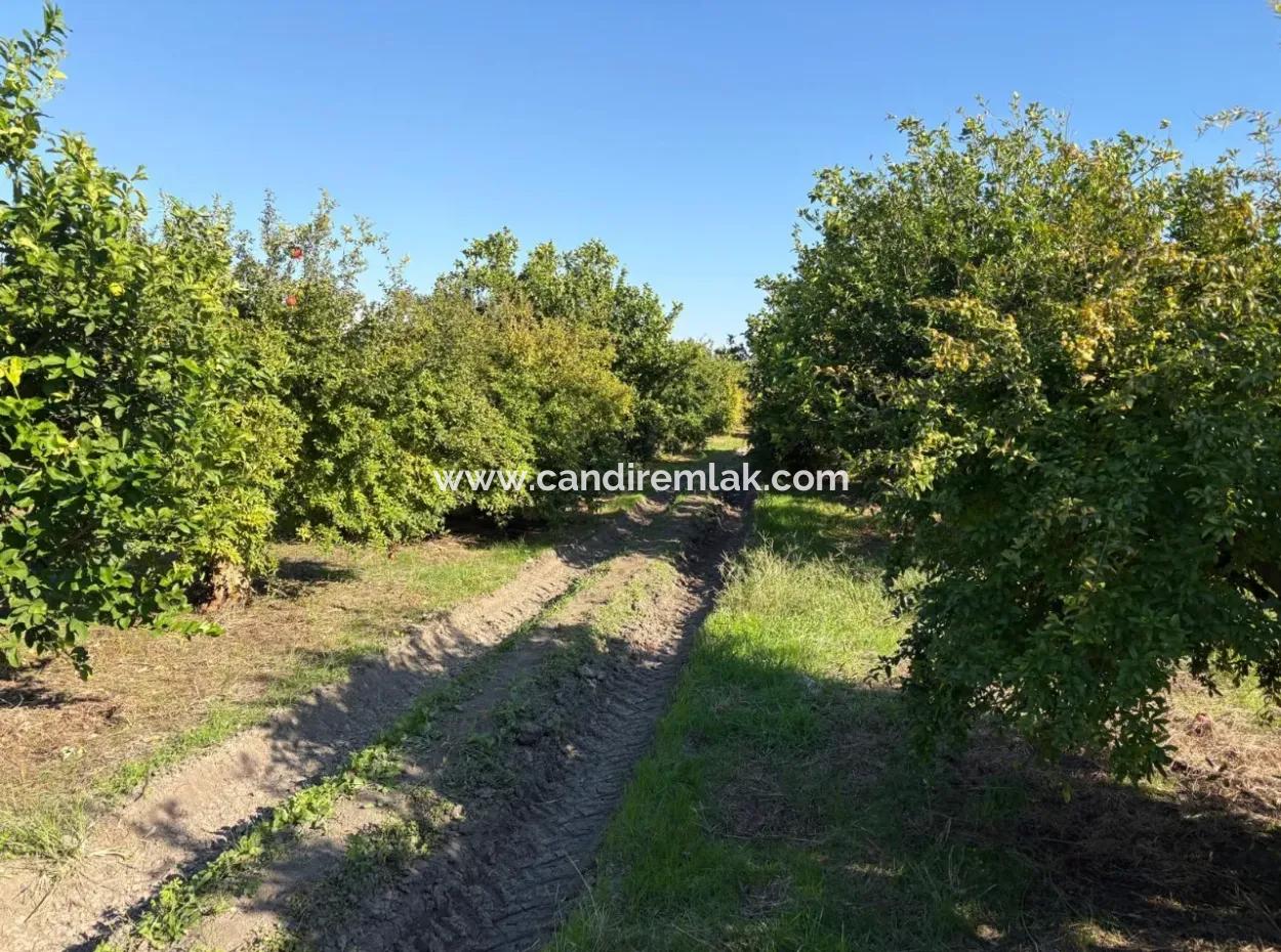 6150M2 Lemon And Pomegranate Garden For Sale In Eskiköy
