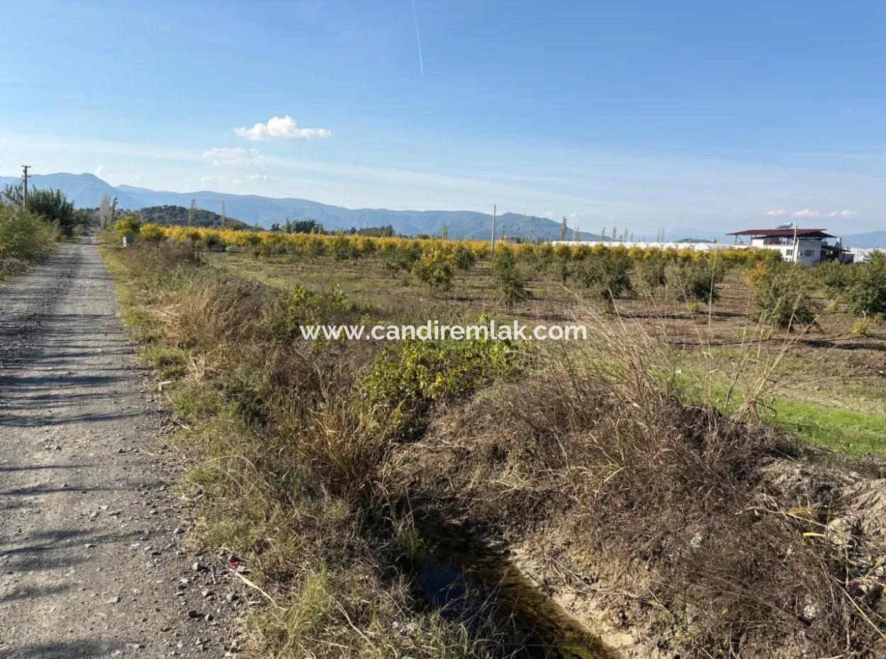 21500M2 Pomegranate Orchard For Sale In Eskiköy