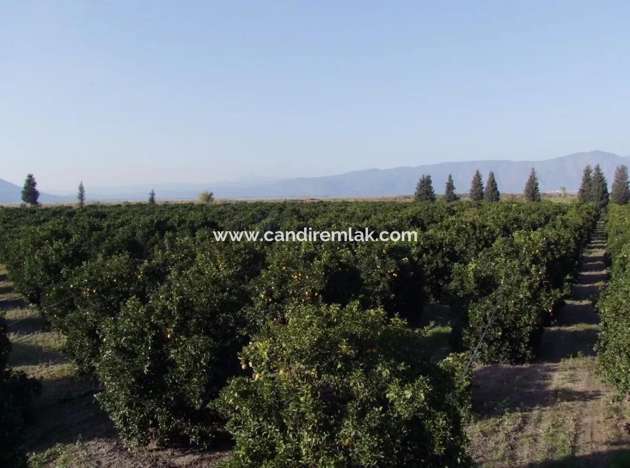 Garden For Sale In Oriya Tepearasi Between The Peak 65,000M2 Orange Garden For Sale
