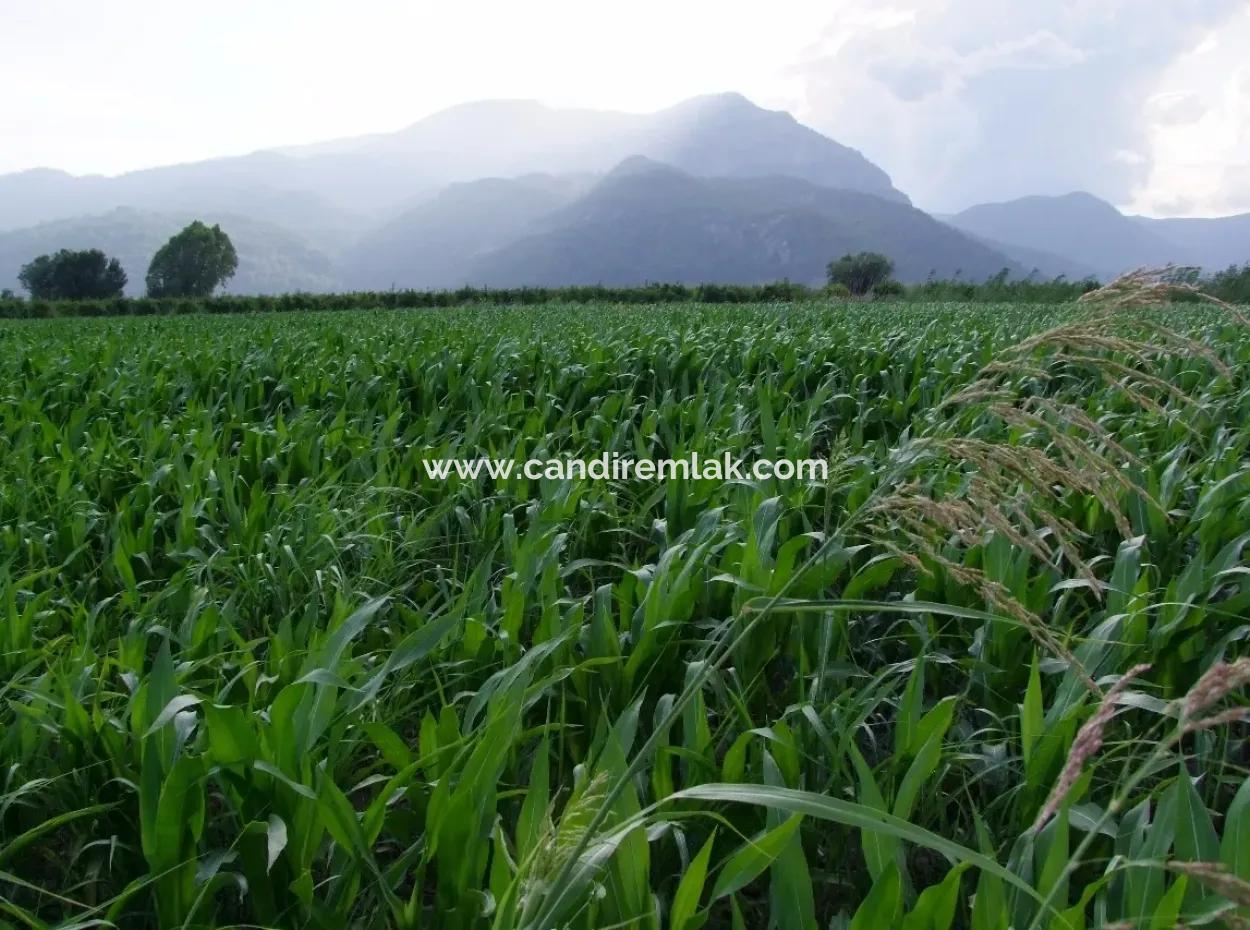 Farm For Sale Near The Centre Of Dalyan,14, 612M2 Farm For Sale