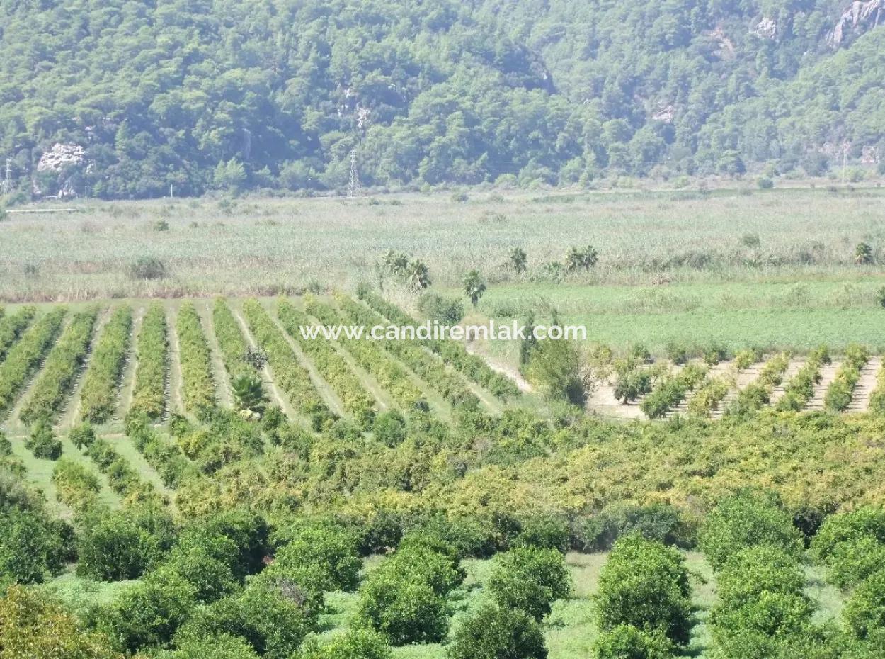 For Sale Farm For Sale In Dalyan 73410M2