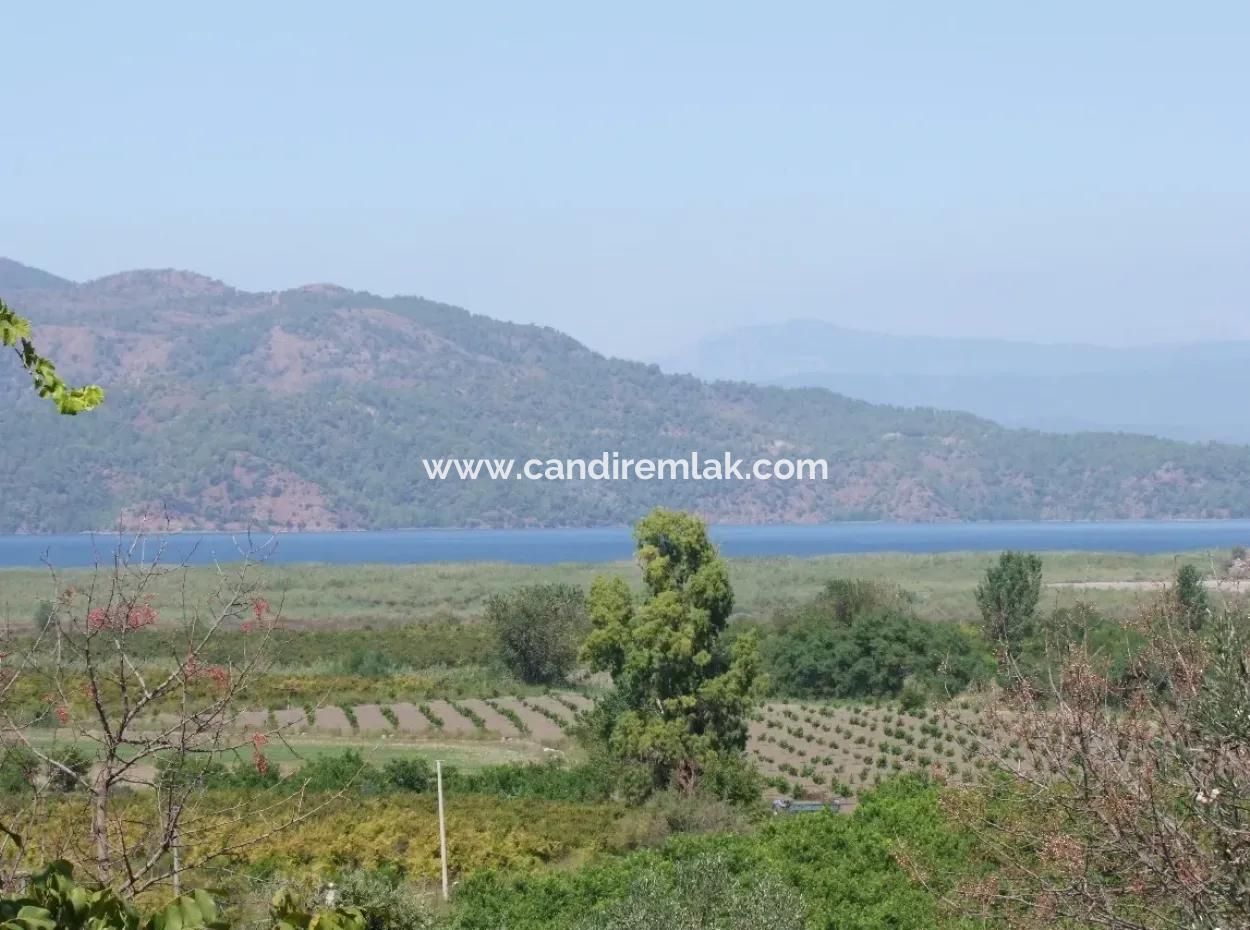 For Sale Farm For Sale In Dalyan 73410M2