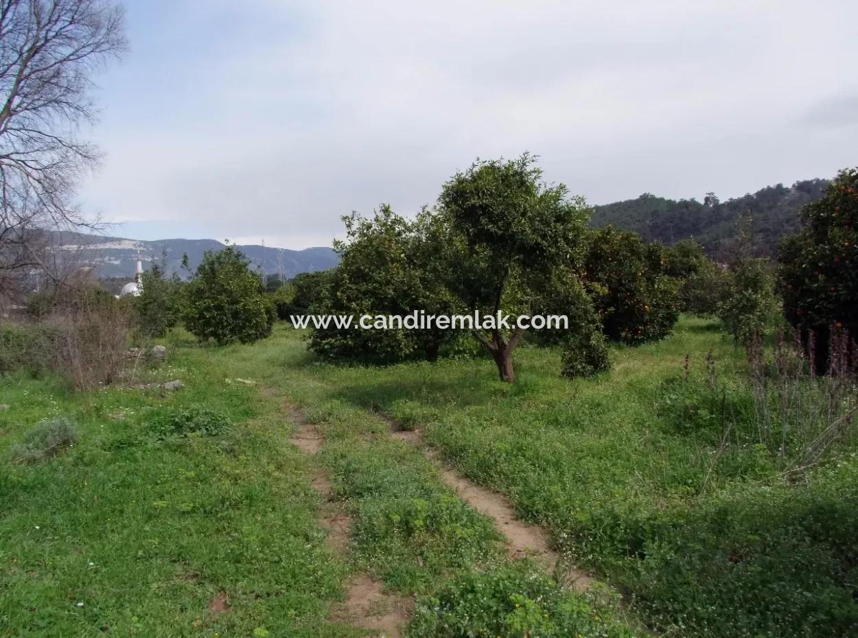 For Sale In Orange Grove 24,000M2 For Sale Near The Sea Garden For Sale Bargain