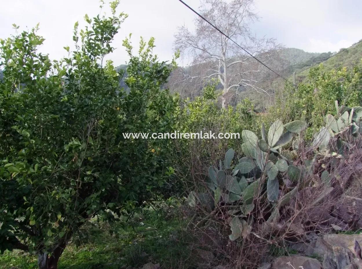 For Sale In Koycegiz, Dalyan Plot For Sale 10629M2