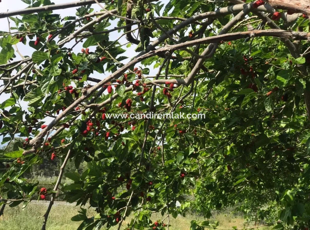 Land For Sale In Seydikemer Korubuku 76000M2