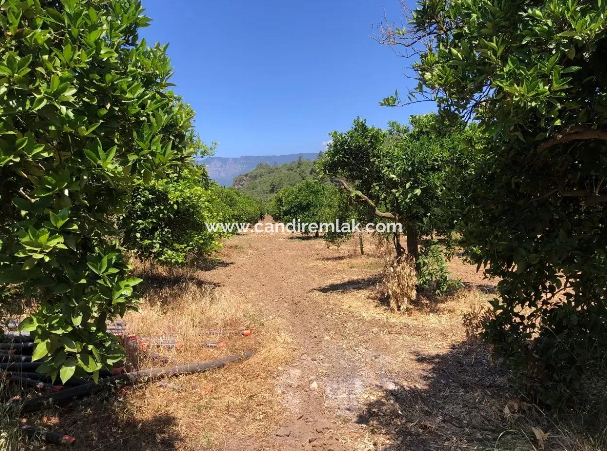 Garden For Sale In Gokce Akyaka, Near The Sea, A 38,000M2 Plot For Sale