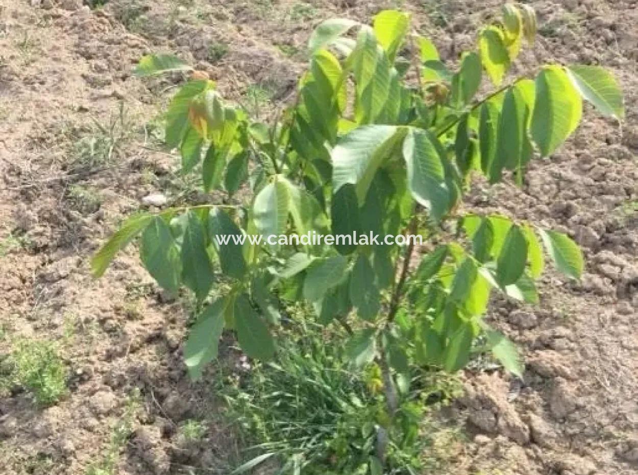 For Sale In St John's, Stabby Plot For Sale Zero In On The Path 1562M2