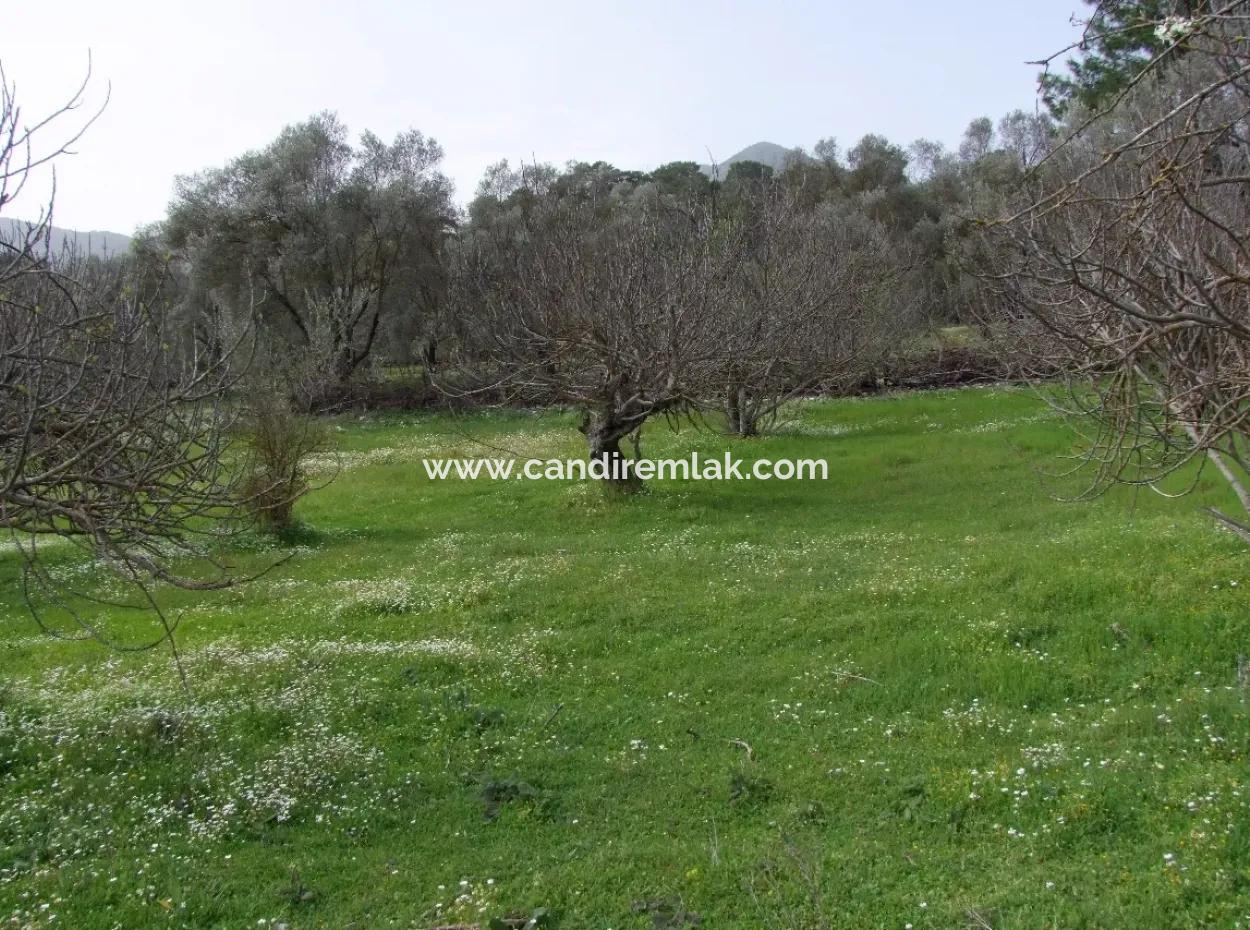 In Incirkoy Uzumlu Fethiye Plot For Sale Farm For Sale In Incirkoy