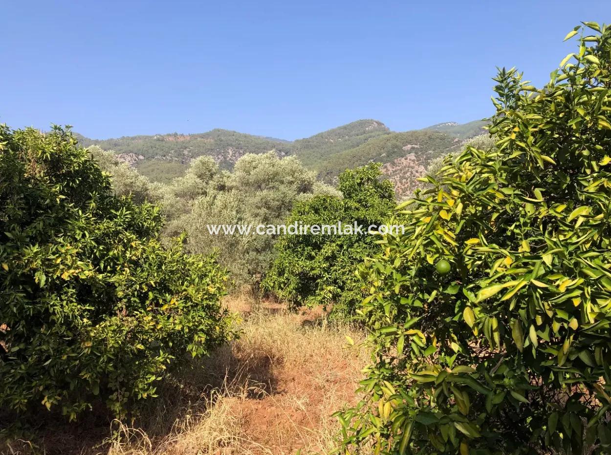 Land Field For Sale In Köyceğinz Yangi 9406M2 Land For Sale