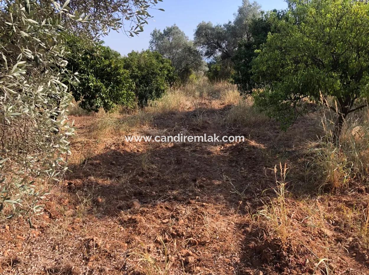 Land Field For Sale In Köyceğinz Yangi 9406M2 Land For Sale