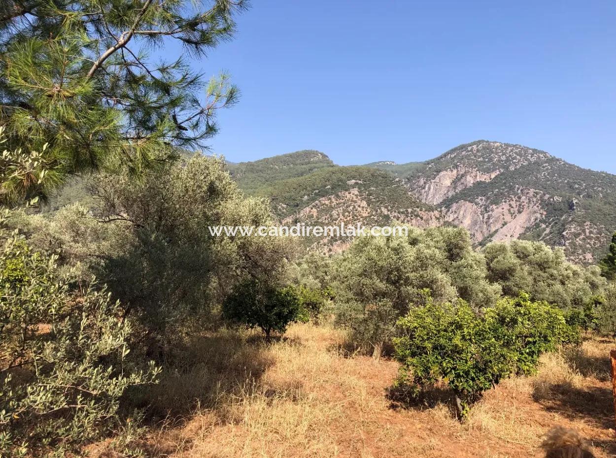 Land Field For Sale In Köyceğinz Yangi 9406M2 Land For Sale