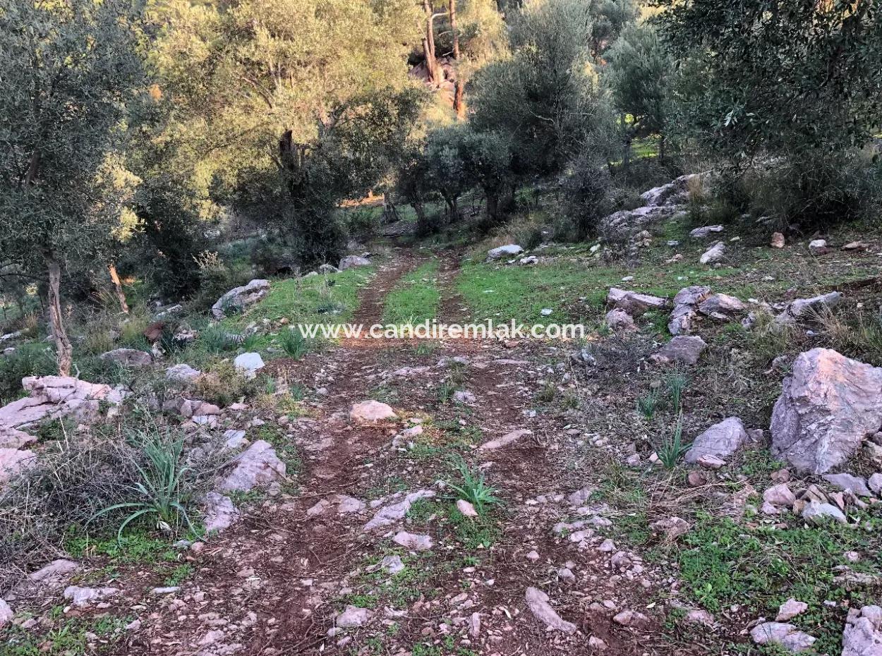 Ekincik Land For Sale 10,038M2 Land For Sale Field