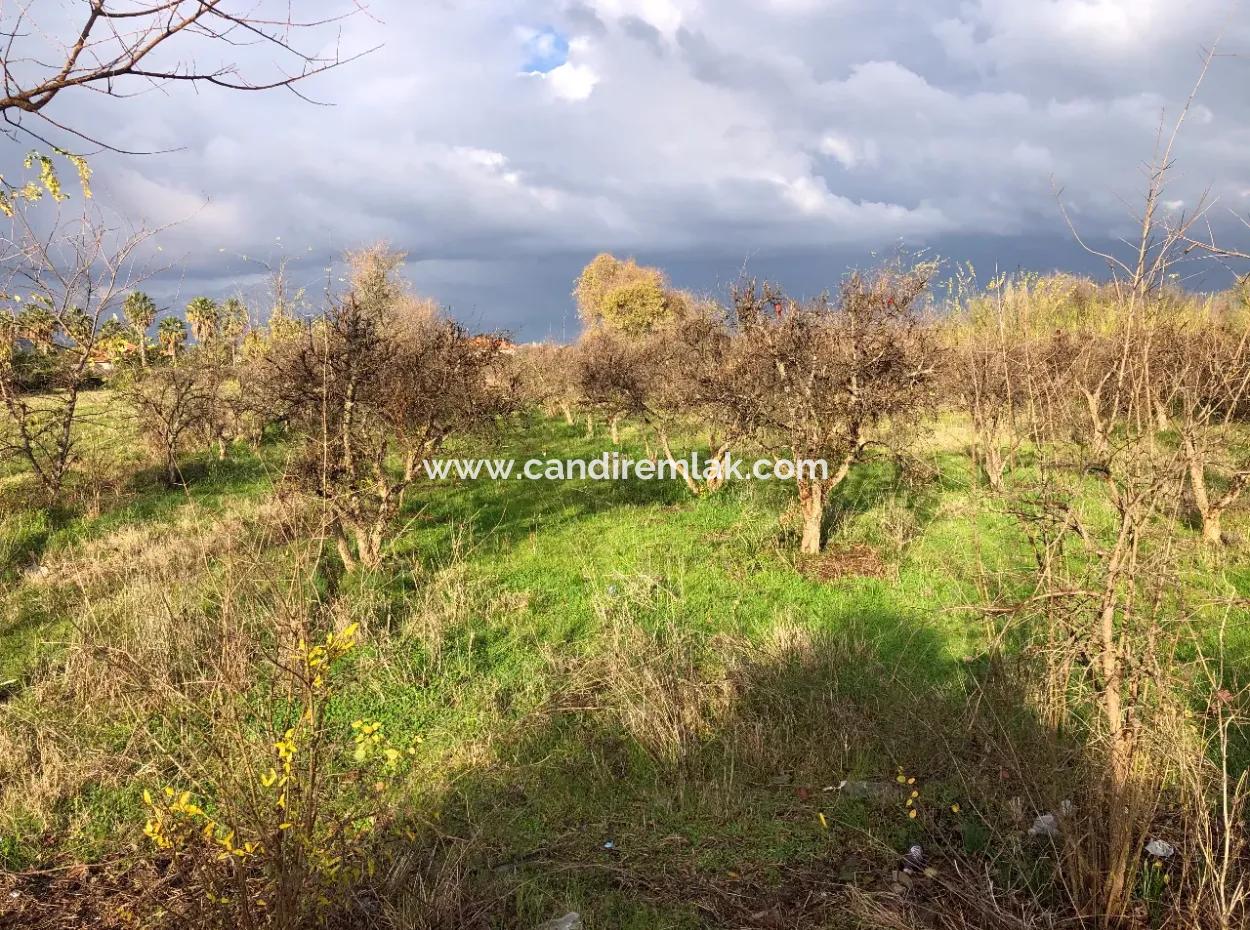 Dalyan Land For Sale Near The Center 3000M2 5% Zoning Land For Sale