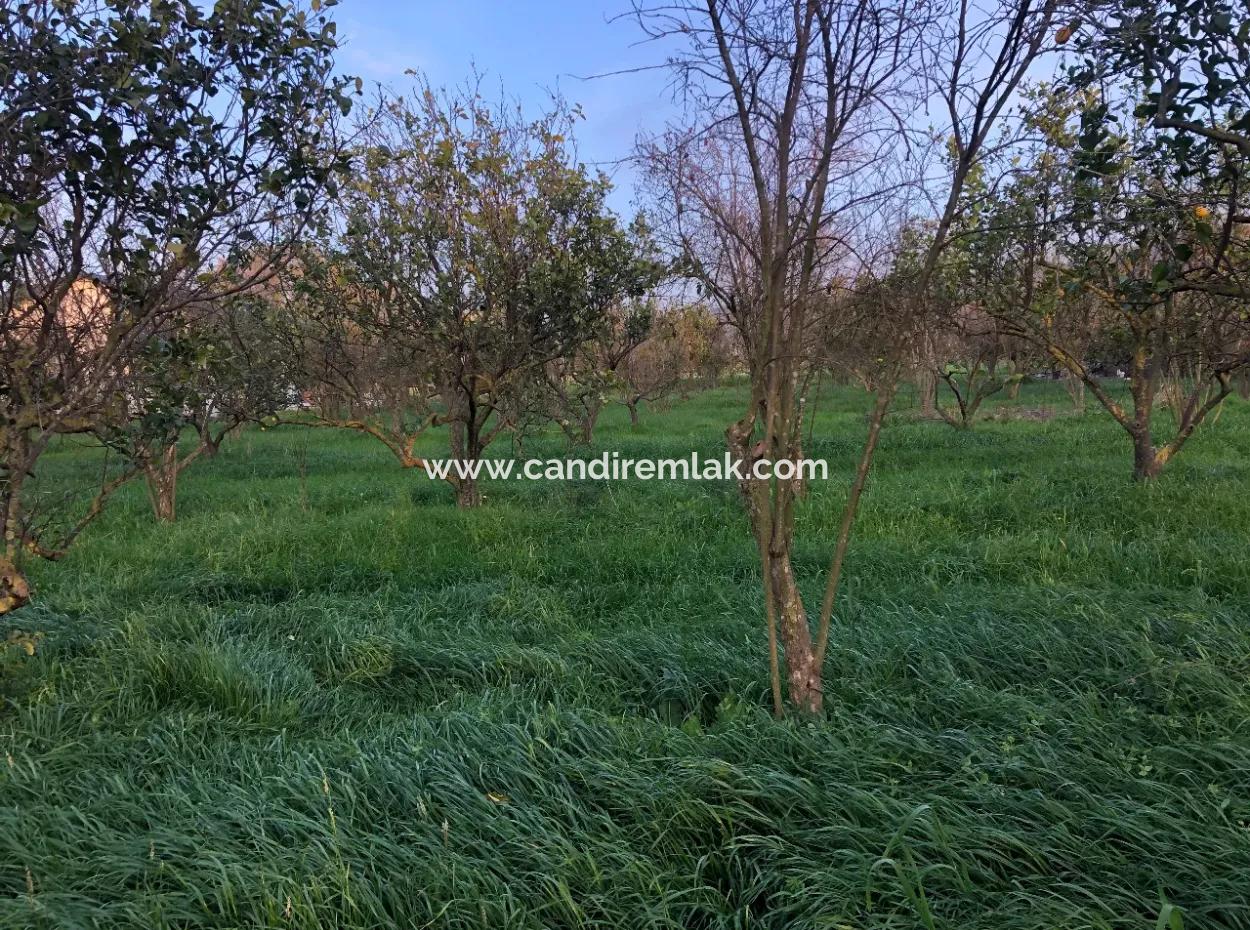 In Okçular Land For Sale 4707M2 Land For Sale