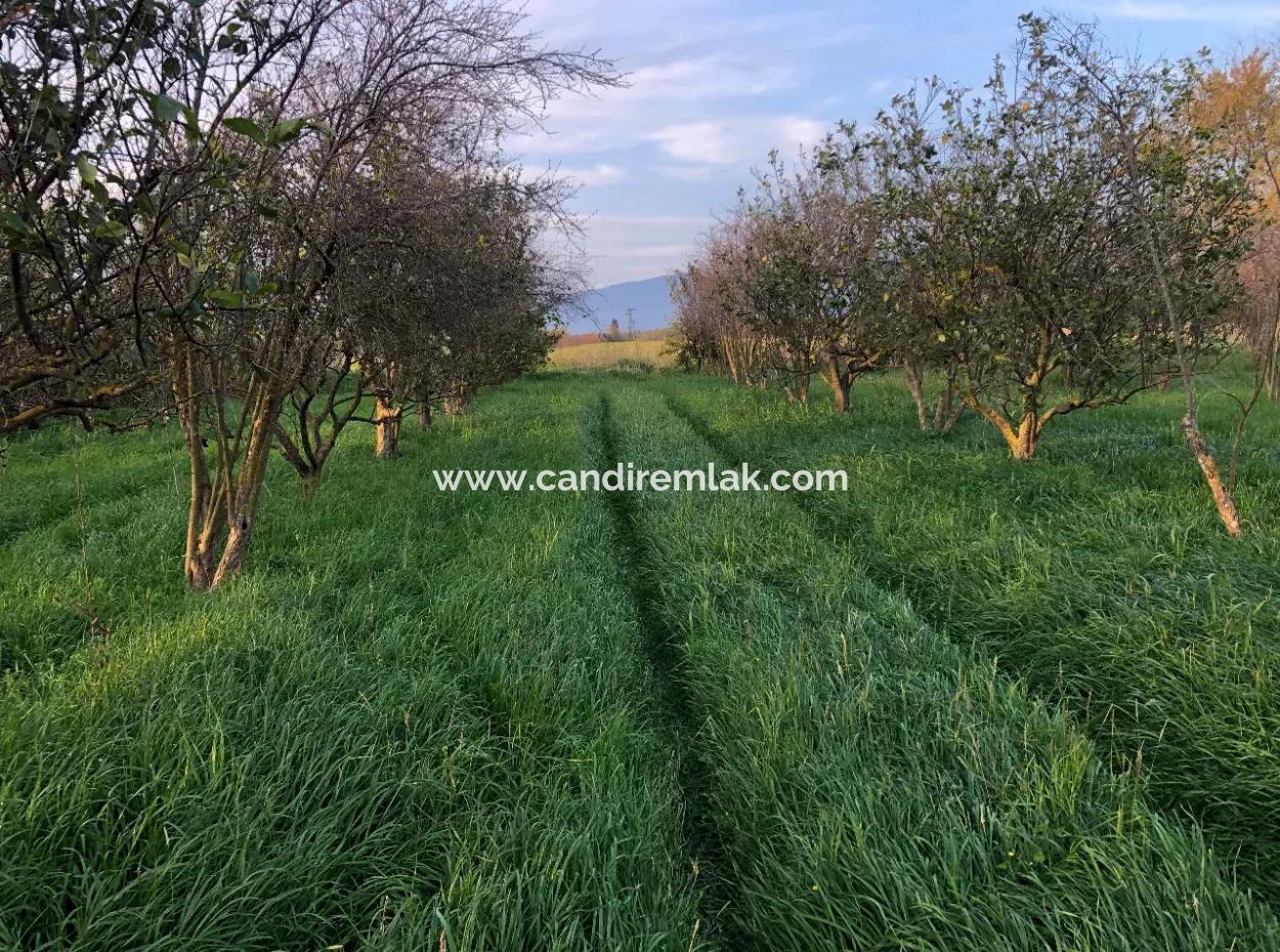 In Okçular Land For Sale 4707M2 Land For Sale