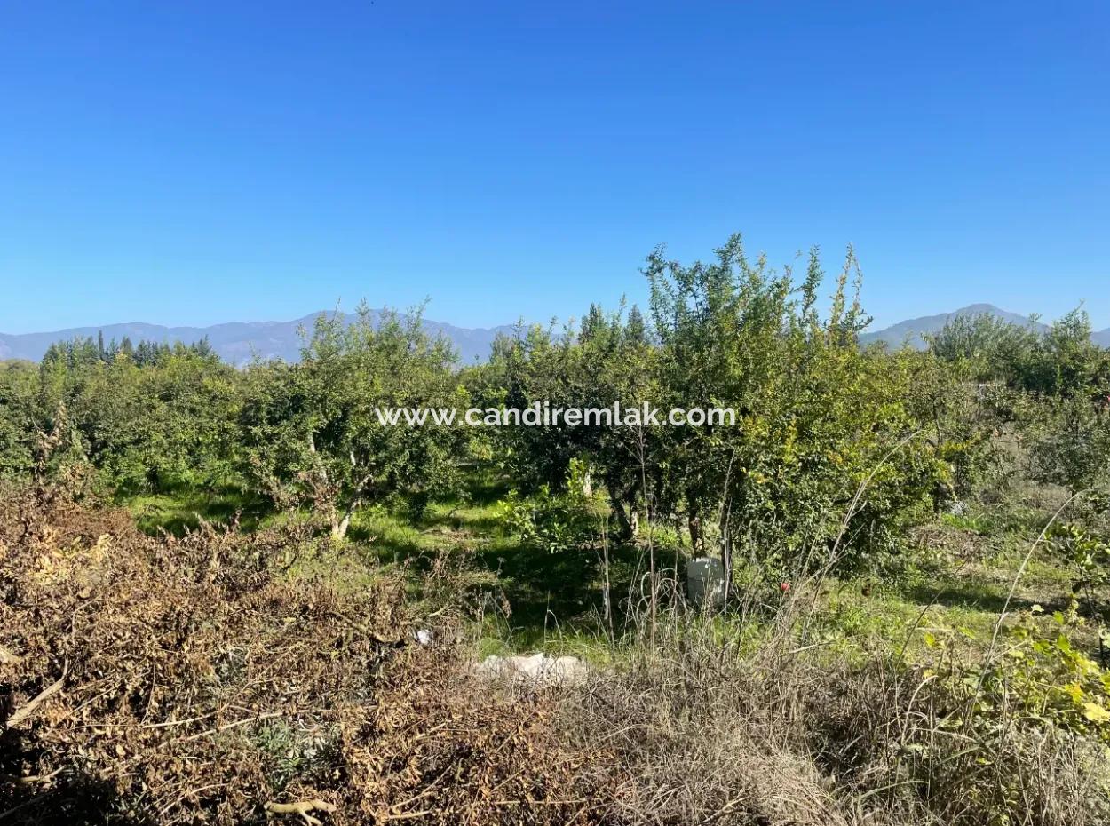 2223M2 Fields For Sale In Dalyan