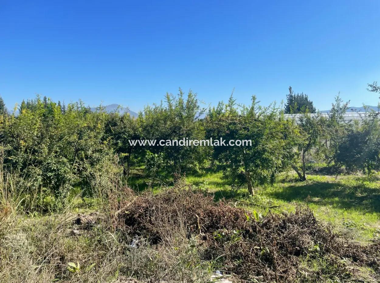 2223M2 Fields For Sale In Dalyan