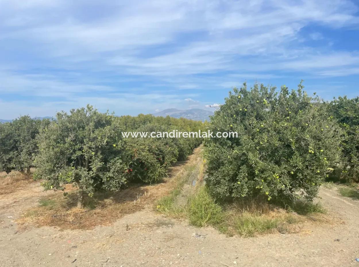 4000M2 Land For Sale Zoned In Village Built-Up Area In Tepearasin