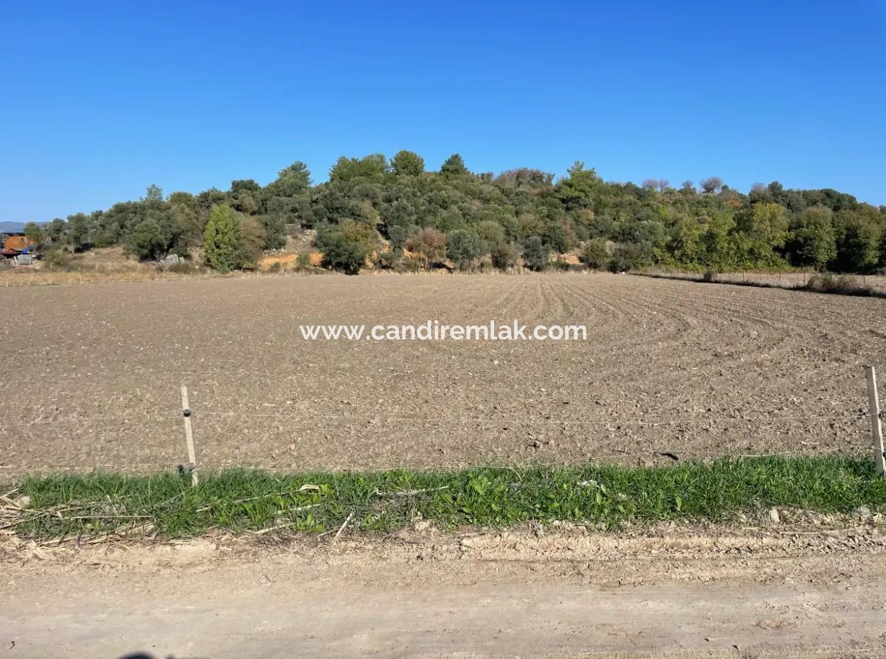 6254M2 Field For Sale Near Dalyan In Eskiköy