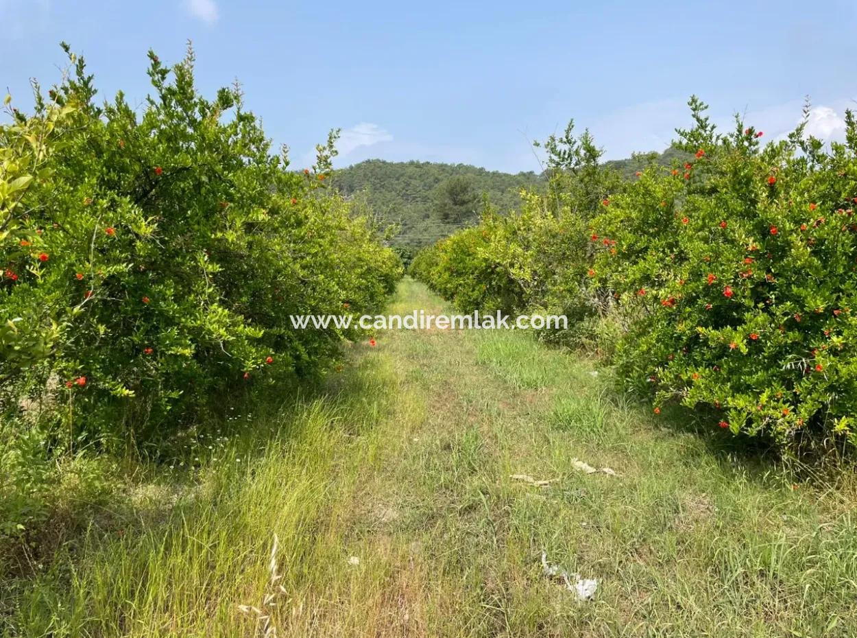 7800M2 Land For Sale At The Beginning Of Iztuzu Beach Road In Gökbel