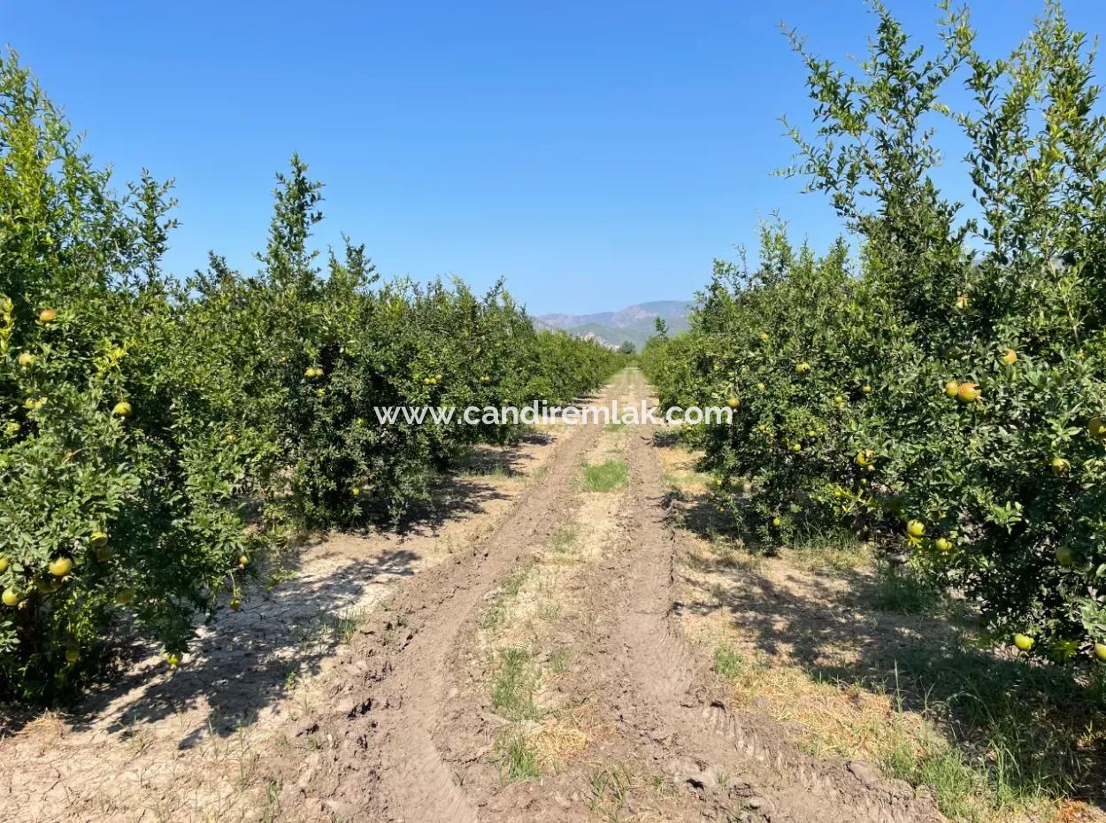 10,000M2 Pomegranate Garden For Sale In Dalyan Arıkbaşı And Gerendüzün