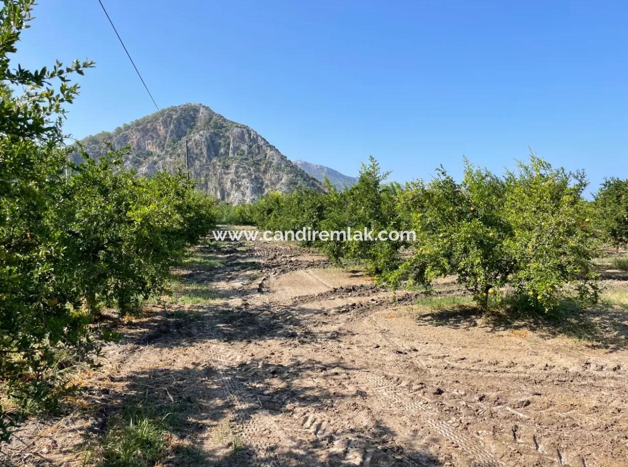 10,000M2 Pomegranate Garden For Sale In Dalyan Arıkbaşı And Gerendüzün