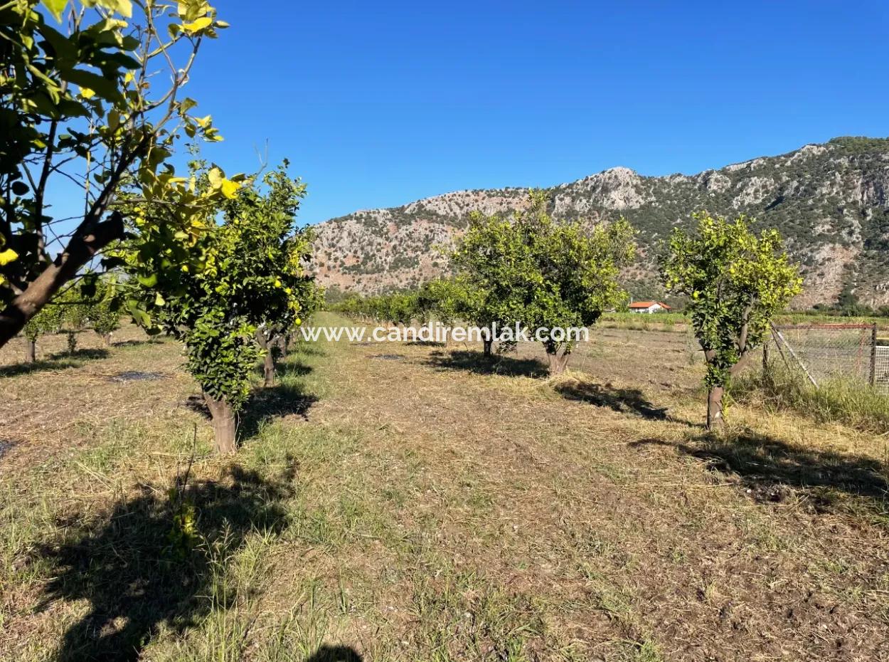 Land For Sale In Dalyan Close To The Center Of 6600M2