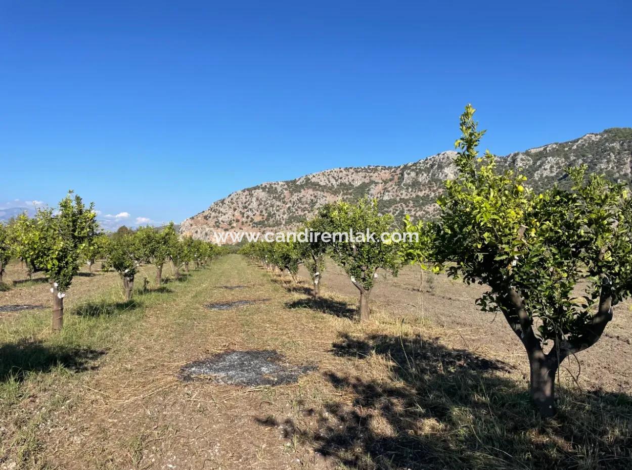 Land For Sale In Dalyan Close To The Center Of 6600M2