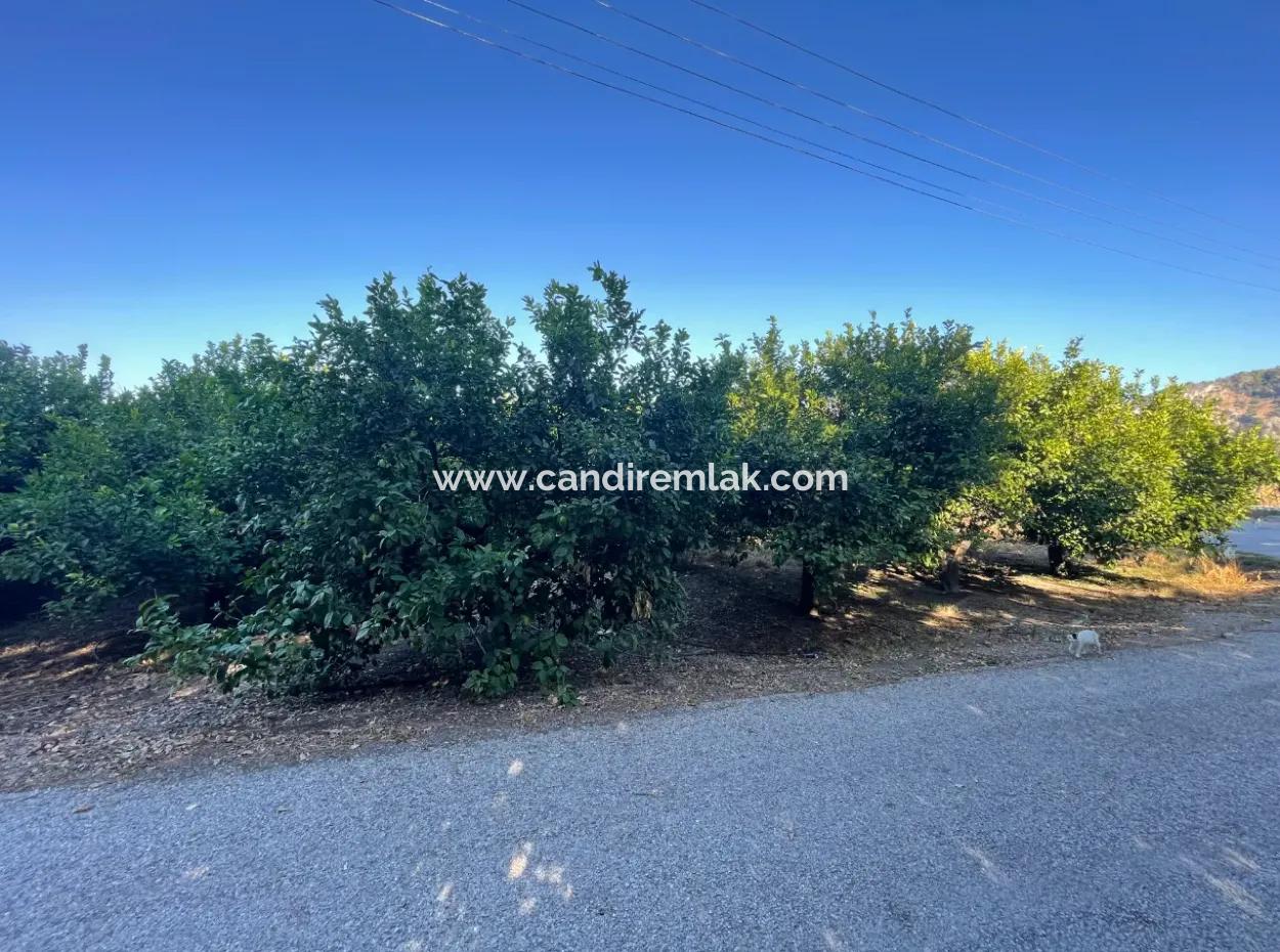 2D Lemon Orchard For Sale In Marmarli, Dalyan