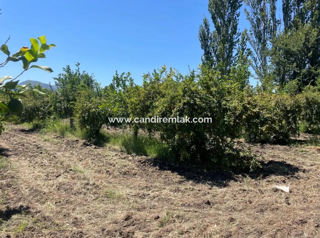 Road-New 6820M2 Pomegranate And Lemon Orchard Is For Sale In Tepearası