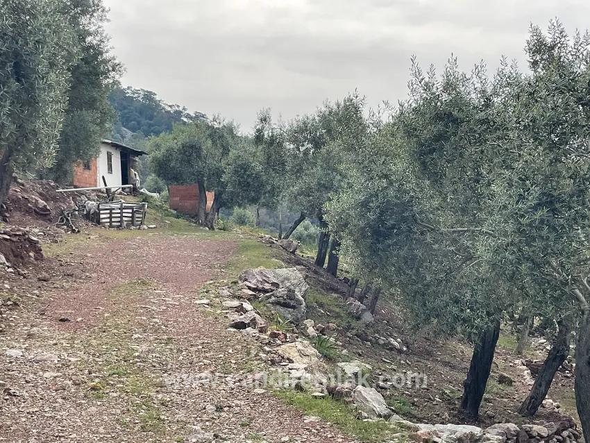 Для продажи Поле в Ekincik Köyceğiz - Под Оливковая роща застройку - 7.000 m²