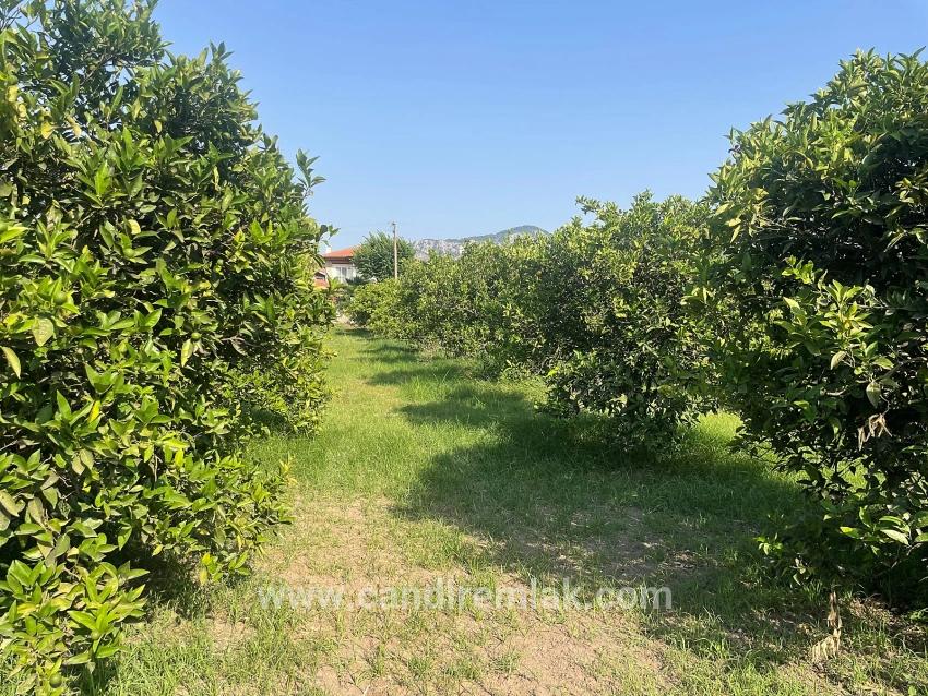 Земля 722м2 На Продажу В Дальян Гюльпынар