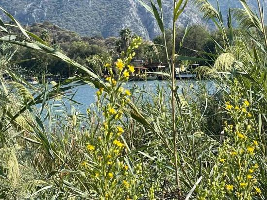 Продается Отдельно Стоящий Дом Площадью 2765 М² В Чандыре, Прямо Рядом С Каналом.