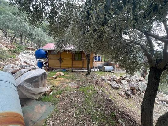 Köyceğiz Ekincik масличный сад с видом на море 7.000m2 2b на продажу