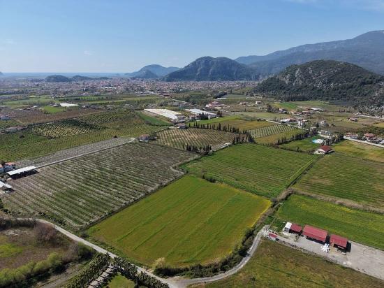Виноградник Бахче Площадью 17.550 М2 На Продажу Недалеко От Центра Дальяна