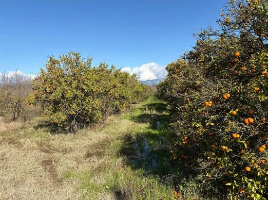 Продается Отдельно Стоящий Земельный Участок Площадью 23 000 М² В Тепеарасы.