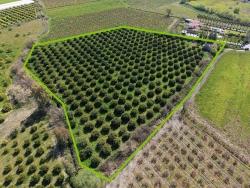 Для продажи Виноградник и сад в Dalyan Ortaca - Под Виноградник и сад застройку - 17.550 m²