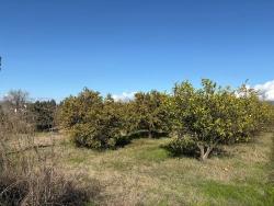 Для продажи Поле в Tepearası Ortaca - Под Виноградник и сад застройку - 23.000 m²