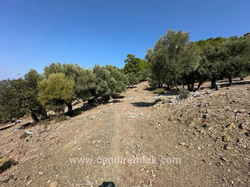 Köyceğiz Çandır Mah. Satılık Tarla - Tarla İmar Durumlu - 21.000 m²