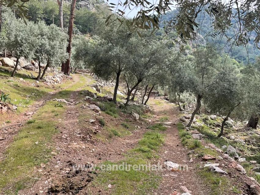Köyceğiz Ekincik Mah. Satılık Tarla - Zeytinlik İmar Durumlu - 7.000 m²