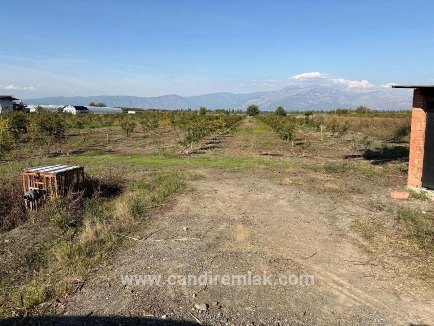 Eskiköy'de 21500m2 Satılık Nar Bahçesi