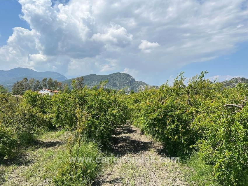Dalyan Maraş Mevkiinden 5,100m2 %5 Konut İmarlı Satılık Arsa