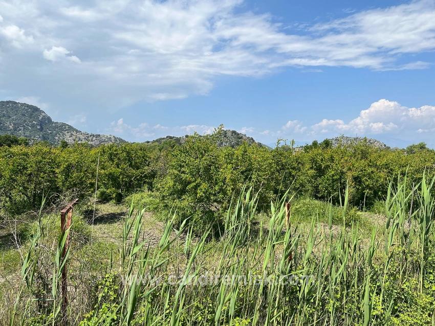 Dalyan Maraş Mevkiinden 5,100m2 %5 Konut İmarlı Satılık Arsa