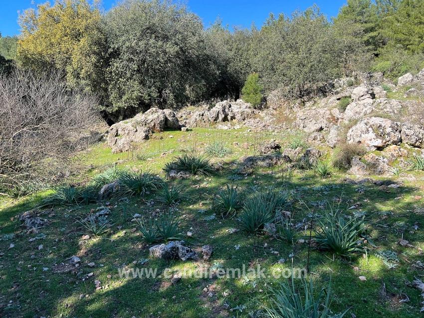 Gökbel'de Doğa Ve Orman İçerisinde Satılık Tarla